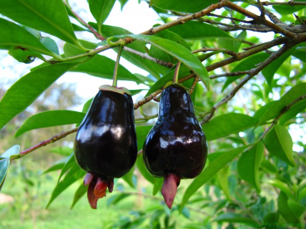 Cherry of the Rio Grande 